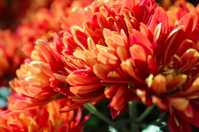 Chrysanthemum