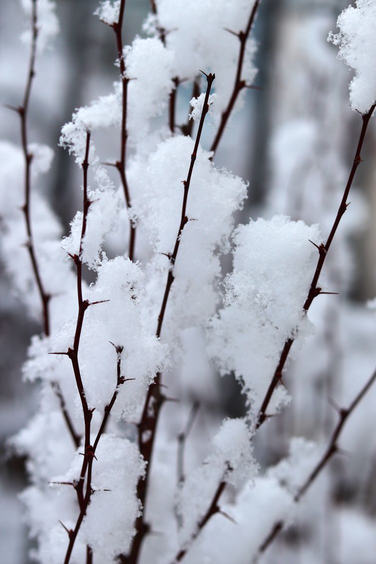 Fresh Snow