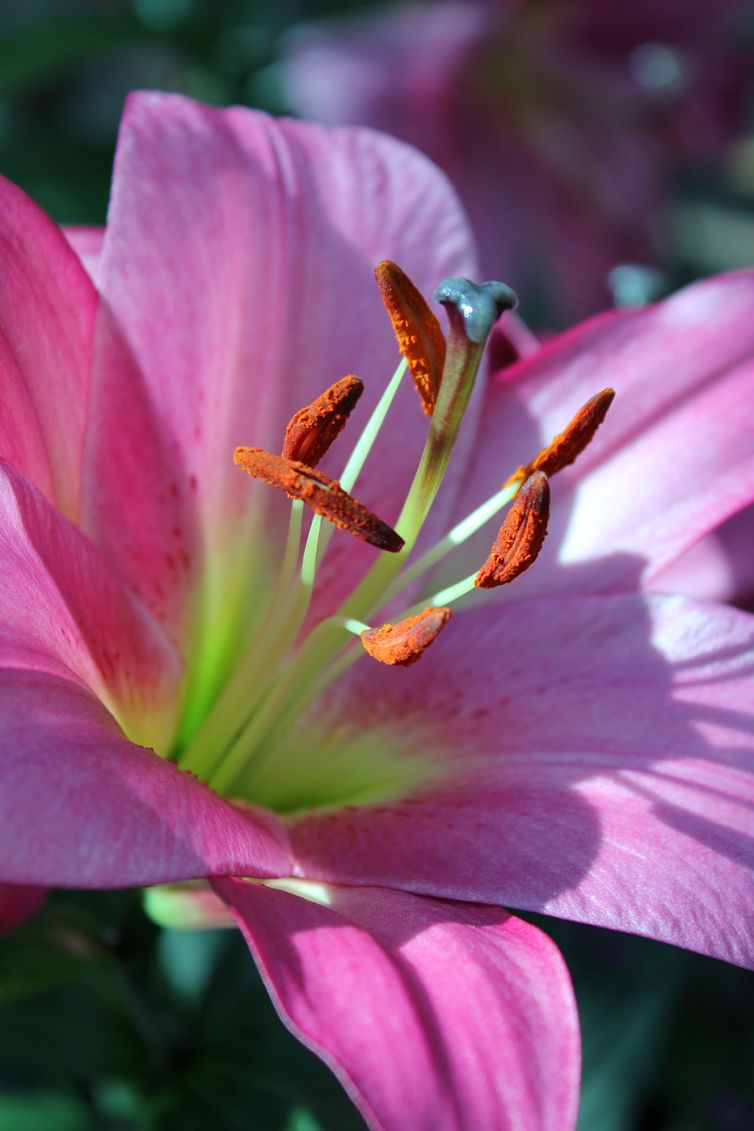 Pink Lily